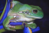 'You Promised Crickets' Green Tree Frog. SOLD