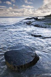 Crail fossil tree005