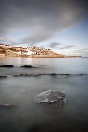 Crail fossil tree010