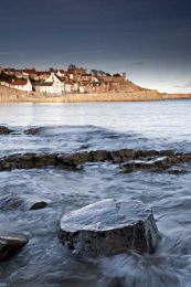 Crail fossil tree019