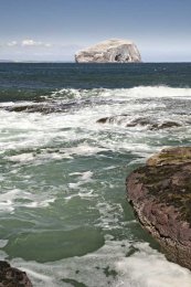 Bass rock0016