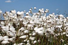 Bog cotton008