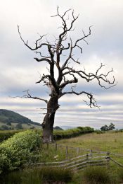 Dead tree010