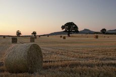 Easby harvest nightfall0024