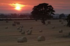 Harvest sunset0074