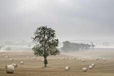 Misty harvest morning0013