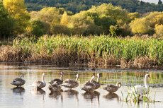 Morton loch swans 0018