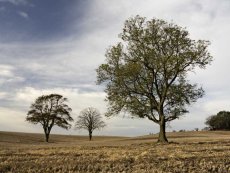 November morning0003