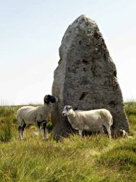 Sheep and standing stone008