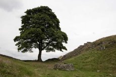 Highshield Crag sycamore0012