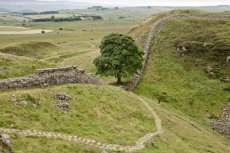Highshield Crag sycamore0019
