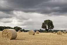 Straw bales and tree0013