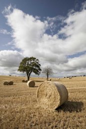 Straw bales and trees0038