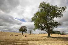 Straw bales and trees0046