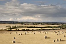 Farmland evening0027