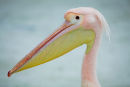 Pink Pelican