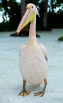 Pink Pelican I