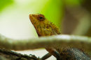 Chameleon