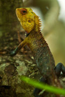 Chameleon II