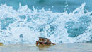 Wave... goodbye