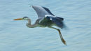 Heron