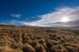 Ardtornish Wilderness