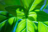 Basil