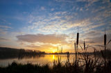 Bull Rush Sunset
