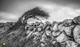 Burren Tree Monochrome