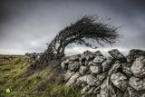 Burren Tree