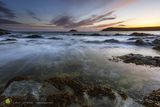 Crantock Kelp & Dawn