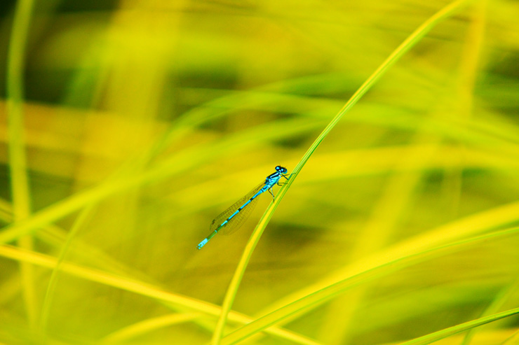 Damsel Fly