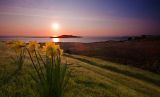 Dawn, Skye, Daffodils & Dew