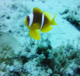 Reef VIII