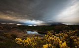 Gorse Dawn Vista
