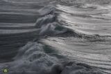 Gulls Storm IX