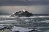 Gulls Storm VIII