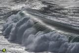 Gulls Storm X