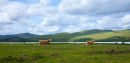 Highland Cattle