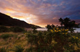 Inninmore gorse dawn