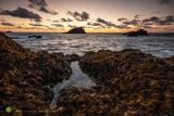 Kelp Blanketted Rocks