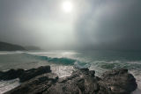 Misty Lizard II