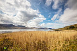 Mull Reeds