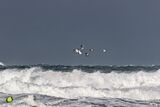 Oyster Catcher Flight