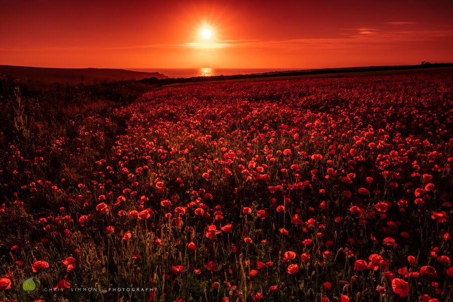 Poppy Field Scarlet Sundown