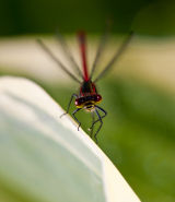Damsel Macro