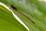 Red Damsel Macro ii