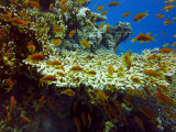 Reef I