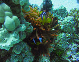 Red Sea