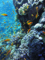Reef IX